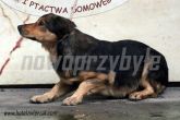 25.09.2013 MOSZCZENICA PIES 57259